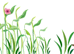 Nature Animated Clipart Animated Gifs 