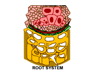 ROOT_SYSTEM.gif
