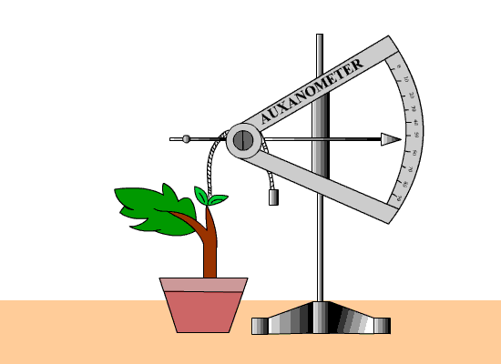plant_growth.gif