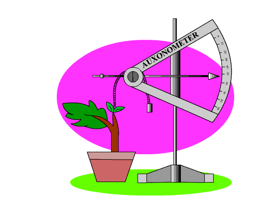 plant_growth_ga.gif