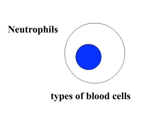 blood_cells_417.gif