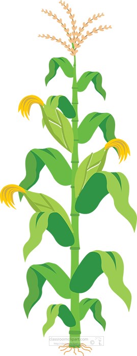 agriculture-single-corn-plant-with-stalks-clipart.jpg