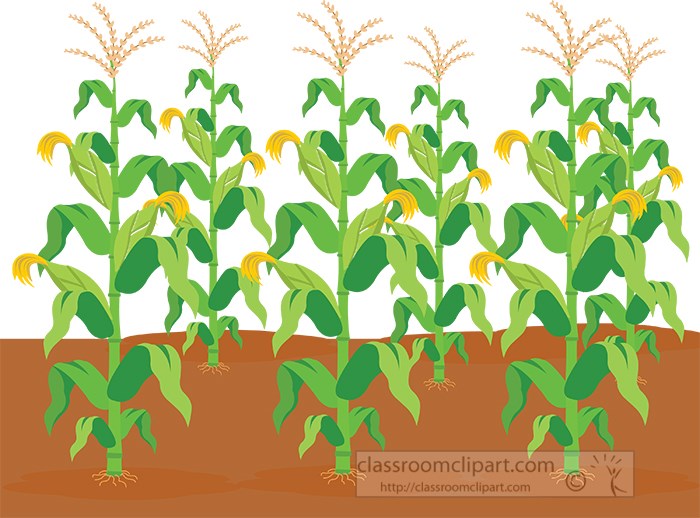 corn-crops-agriculture-clipart.jpg