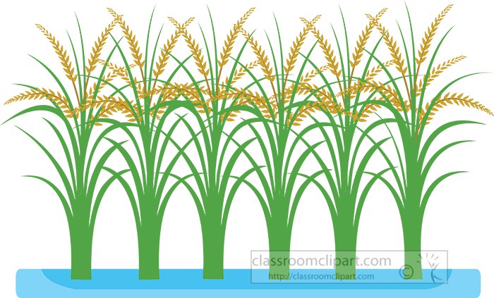 row-of-rice-in-rice-paddy-clipart.jpg