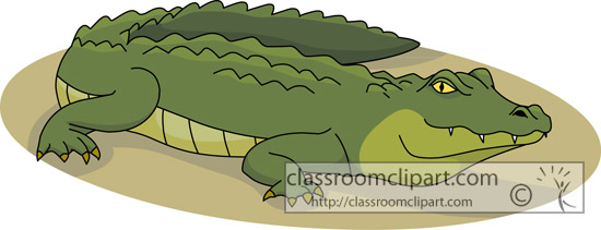 alligator_12313.jpg
