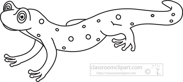 amphibian-spotted-newt-black-white-outline-910.jpg