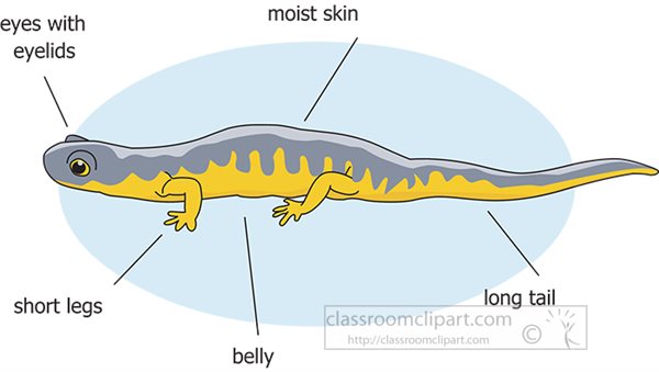 external-anatomy-amphibian-salamander.jpg