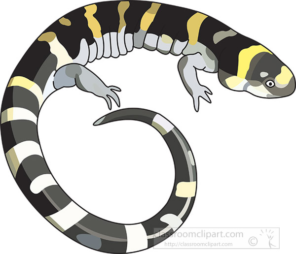 gray-yellow-salamander-clipart.jpg
