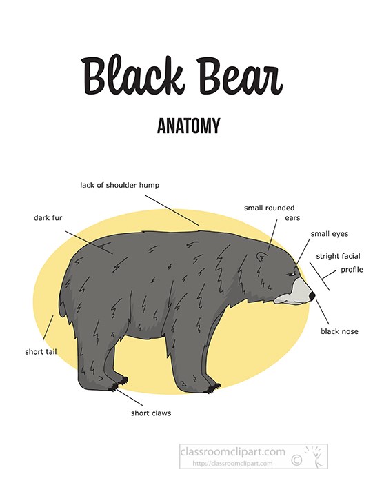 black-bear-external-anatomy-clipart.jpg