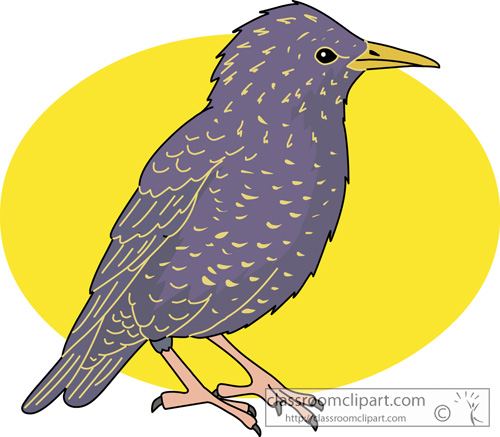 birds_starling_630.jpg