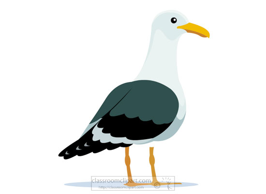 cape-gull-bird-clipart.jpg