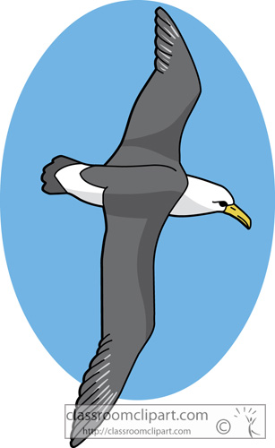 laysan_albatross_630.jpg