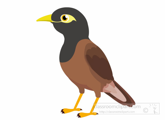 myna-bird-clipart-1014.jpg