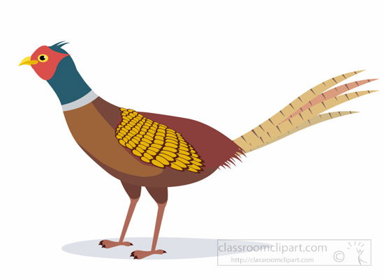 pheasant-bird-clipart-1012.jpg