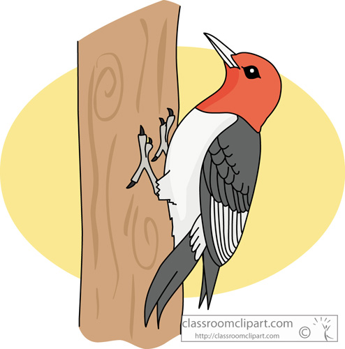 red-headed_woodpecker_630.jpg
