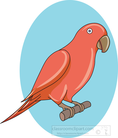 red_parrot_3_22212.jpg
