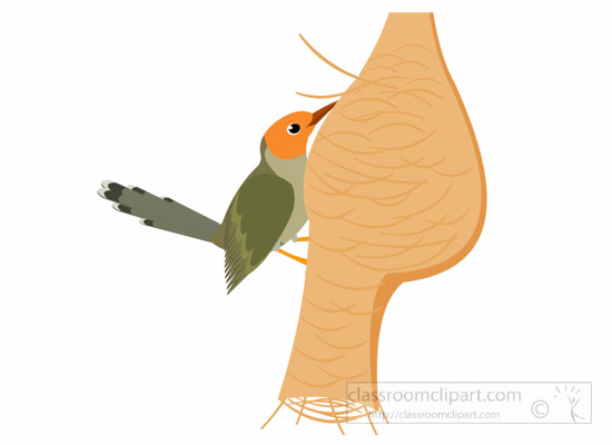 tailorbird-bird-with-nest-clipart-1012.jpg