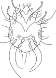 Click to View Full Clipart Image