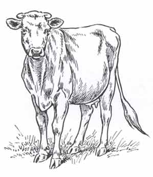 cow01.jpg