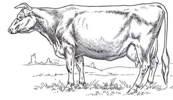 cow02.jpg