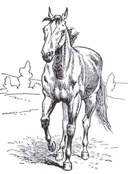horse02.jpg