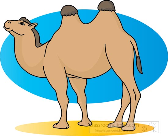 camel_31412_01.jpg