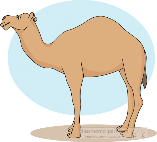 camel_31412_03.jpg