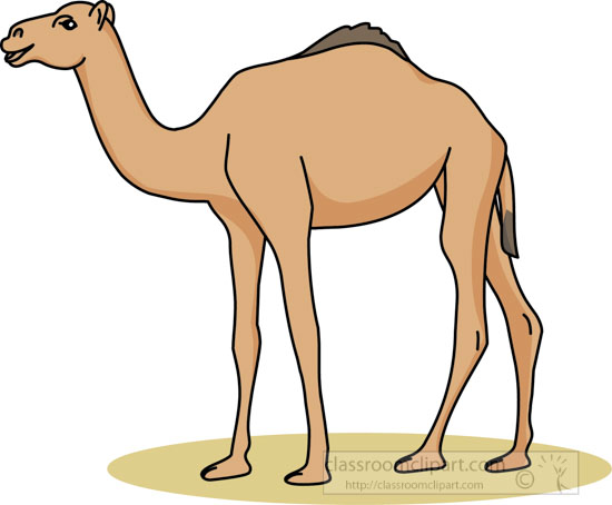 camel_31412_04-(1).jpg
