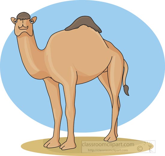 camel_31412_05.jpg