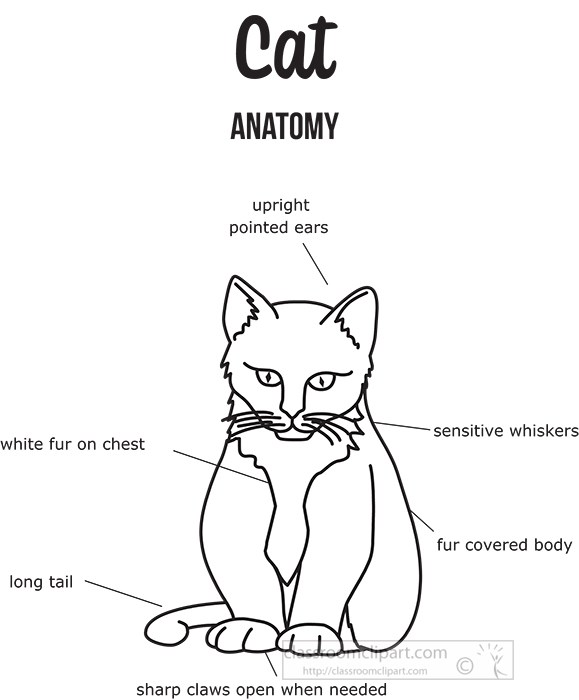 cat-external-anatomy-black-outline-printout-clipart.jpg