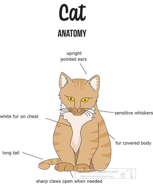 cat-external-anatomy-printout-clipart.jpg