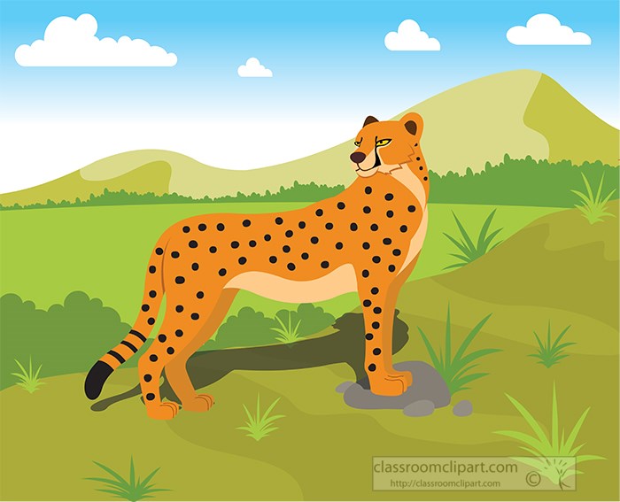 cheetah-standing-in-open-land-in-africa.jpg