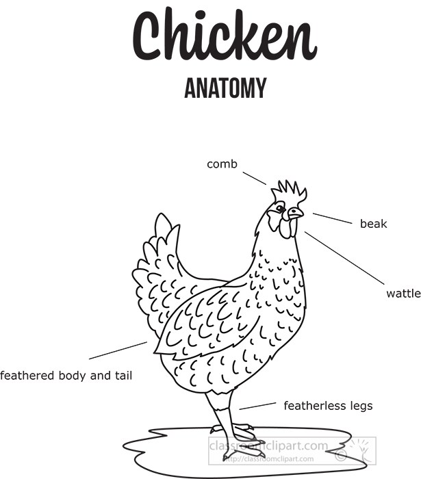 chicken-external-anatomy-black-outline-printout-clipart.jpg