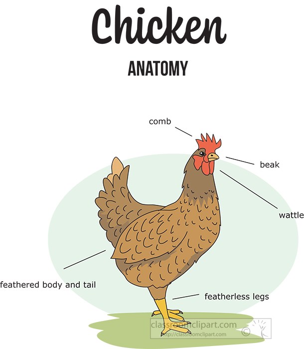 chicken-external-anatomy-clipart.jpg