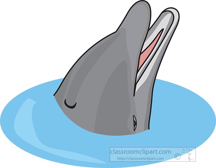 dolphin-head-out-of-water.jpg