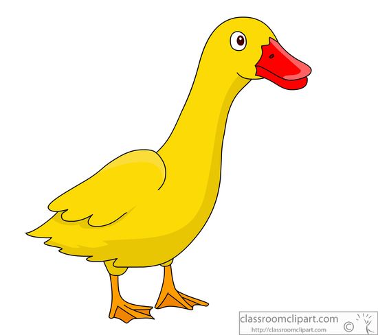 duck-orange-beak-914.jpg