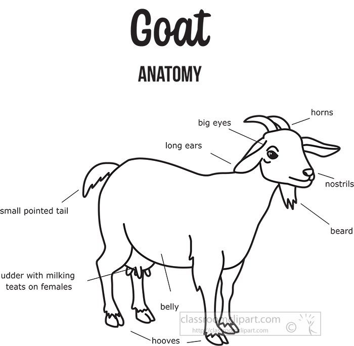 cattle-goat-external-anatomy-black-outline-printout-clipart.jpg