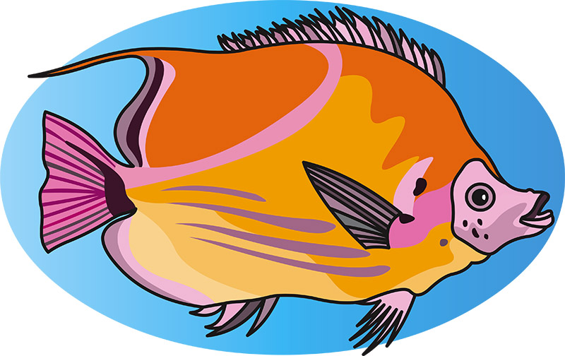 brightly-colored-fish-20.jpg