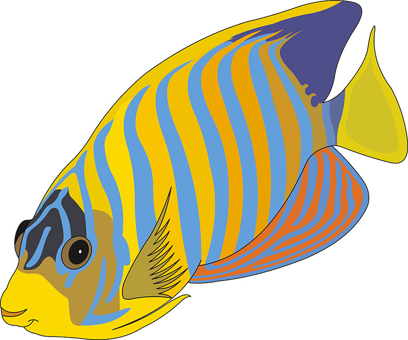 brightly-colored-fish-27.jpg