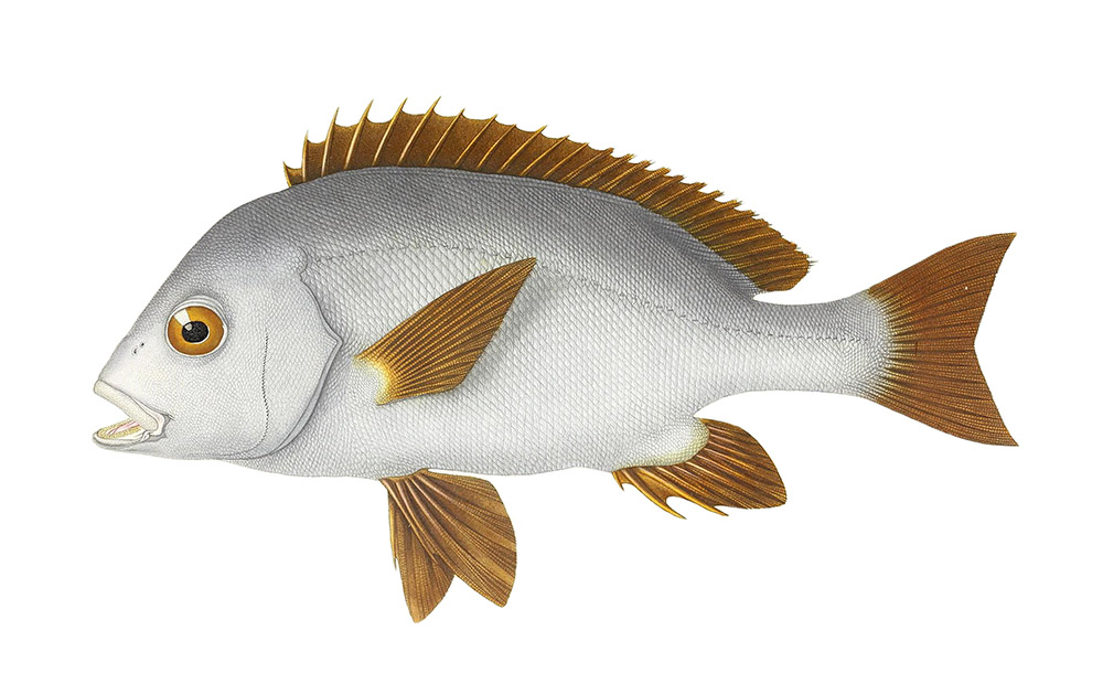 brown-white-gray-fish-illustration-clipart.jpg
