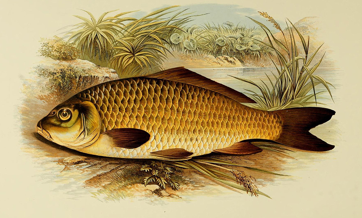 carp-fish-clipart-illustration.jpg