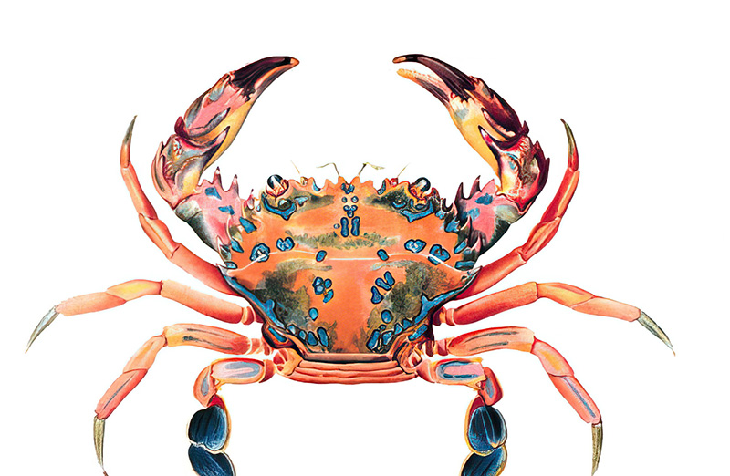 crab-isolated-on-white-background-3097.jpg