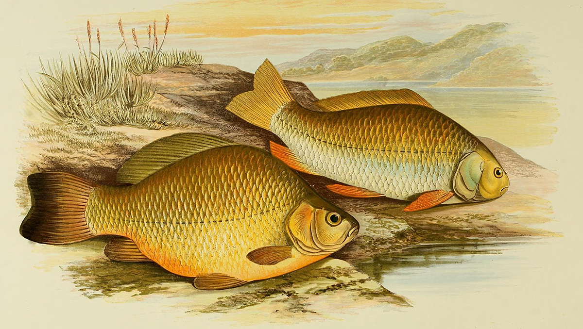 crucian-prussian-carp-fish-clipart-illustration.jpg