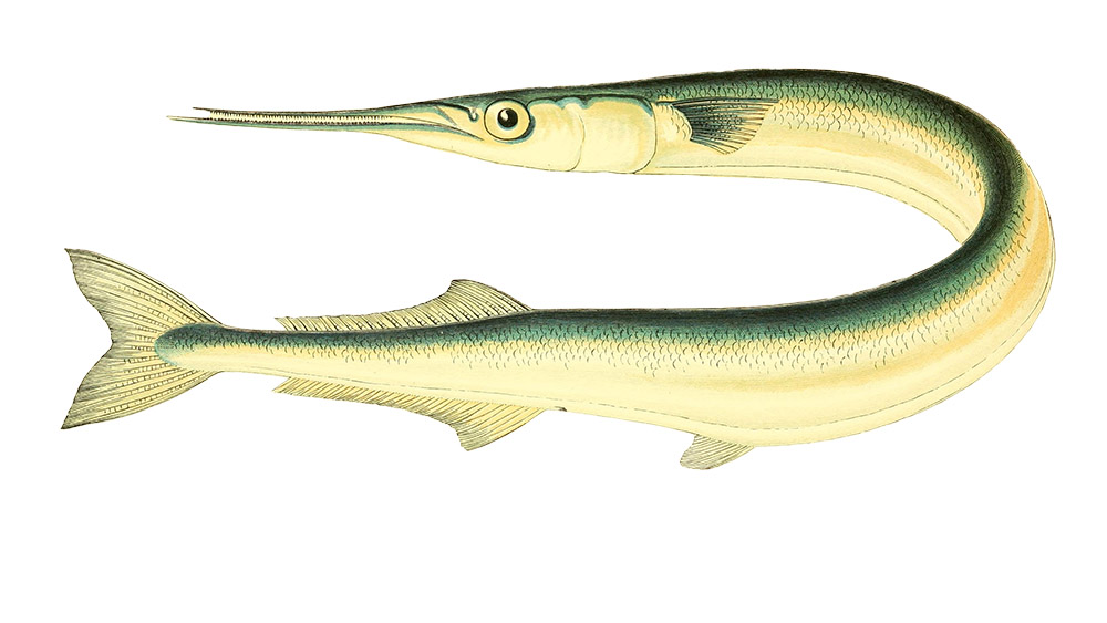 garfish-fish-clipart-illustration.jpg
