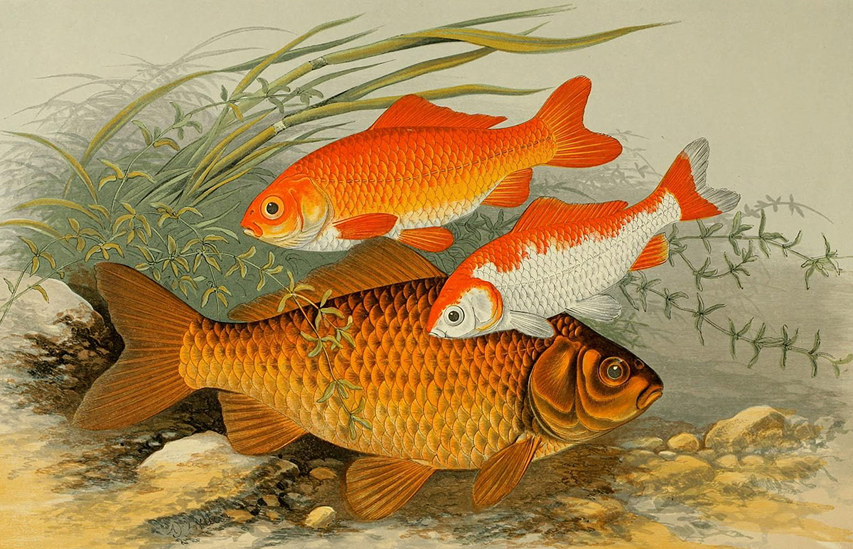 golden-bronze-carp-fish-clipart-illustration.jpg