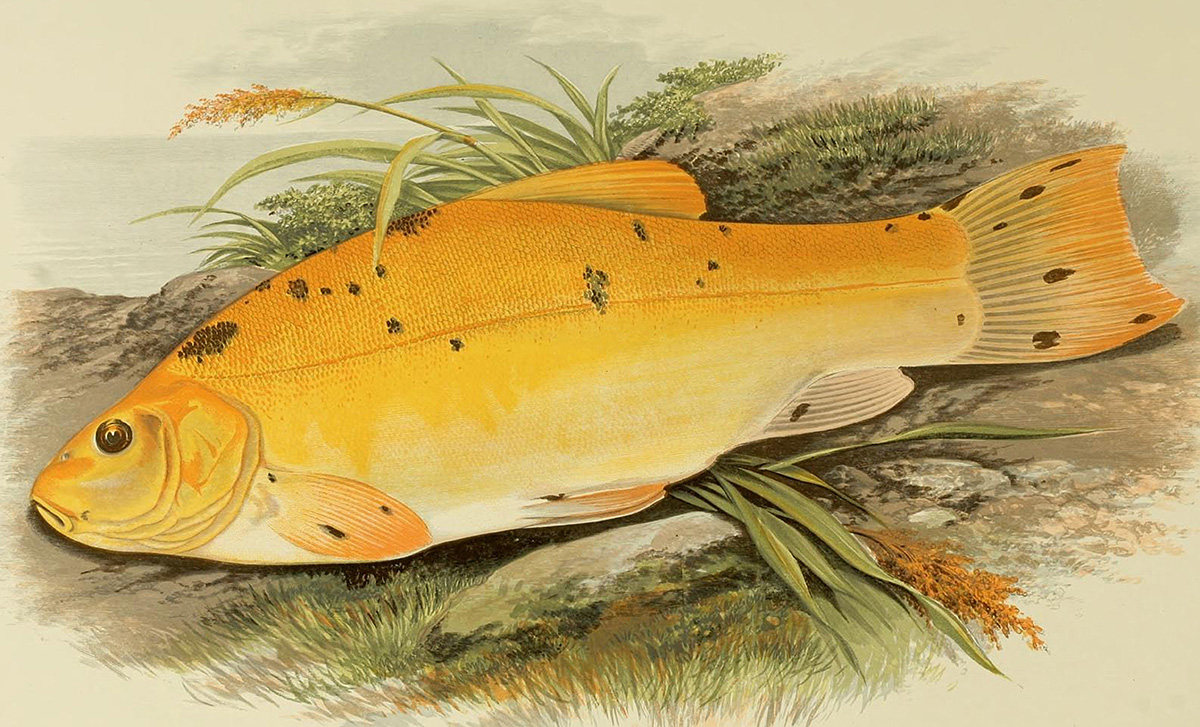 golden-tench-fish-clipart-illustration.jpg