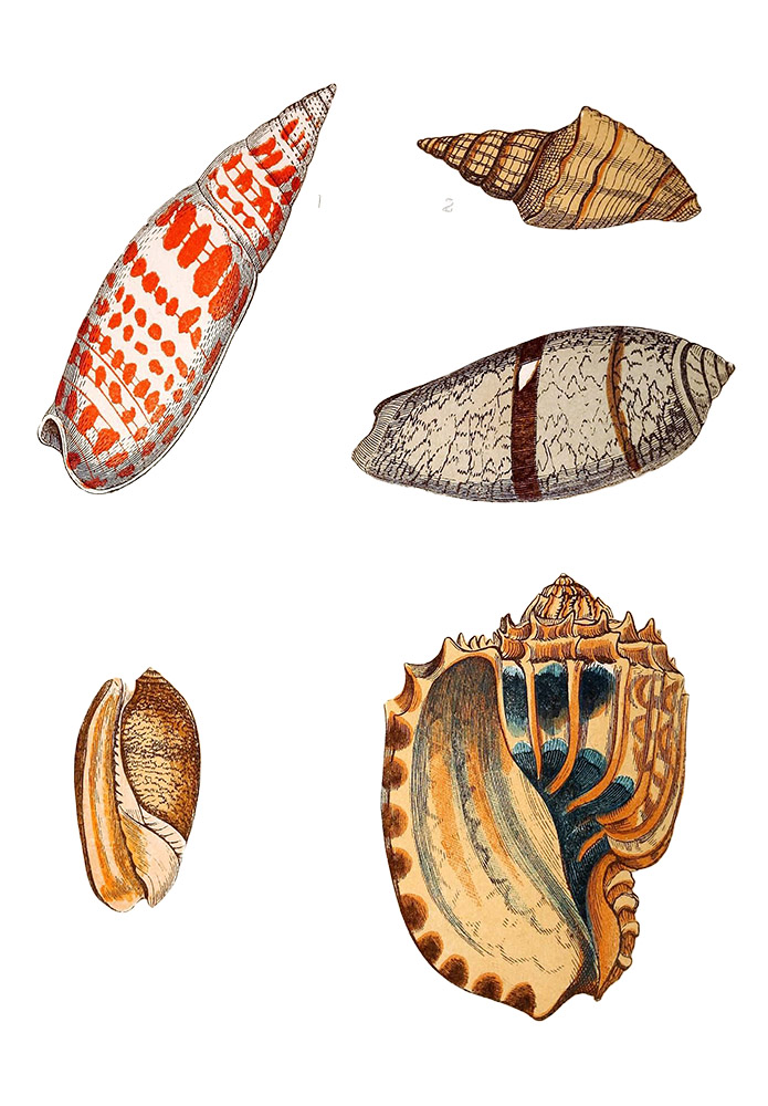group-of-five-different-seashells-clipart-illustration.jpg