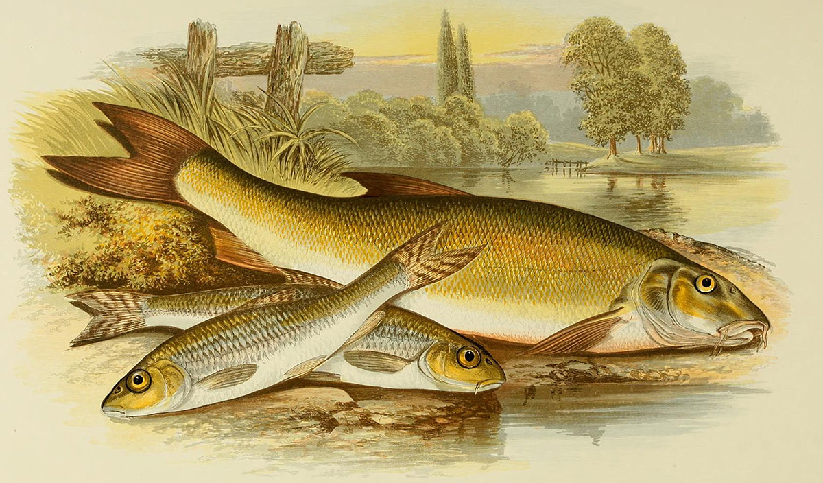 gudgeon-barbel-fish-clipart-illustration.jpg