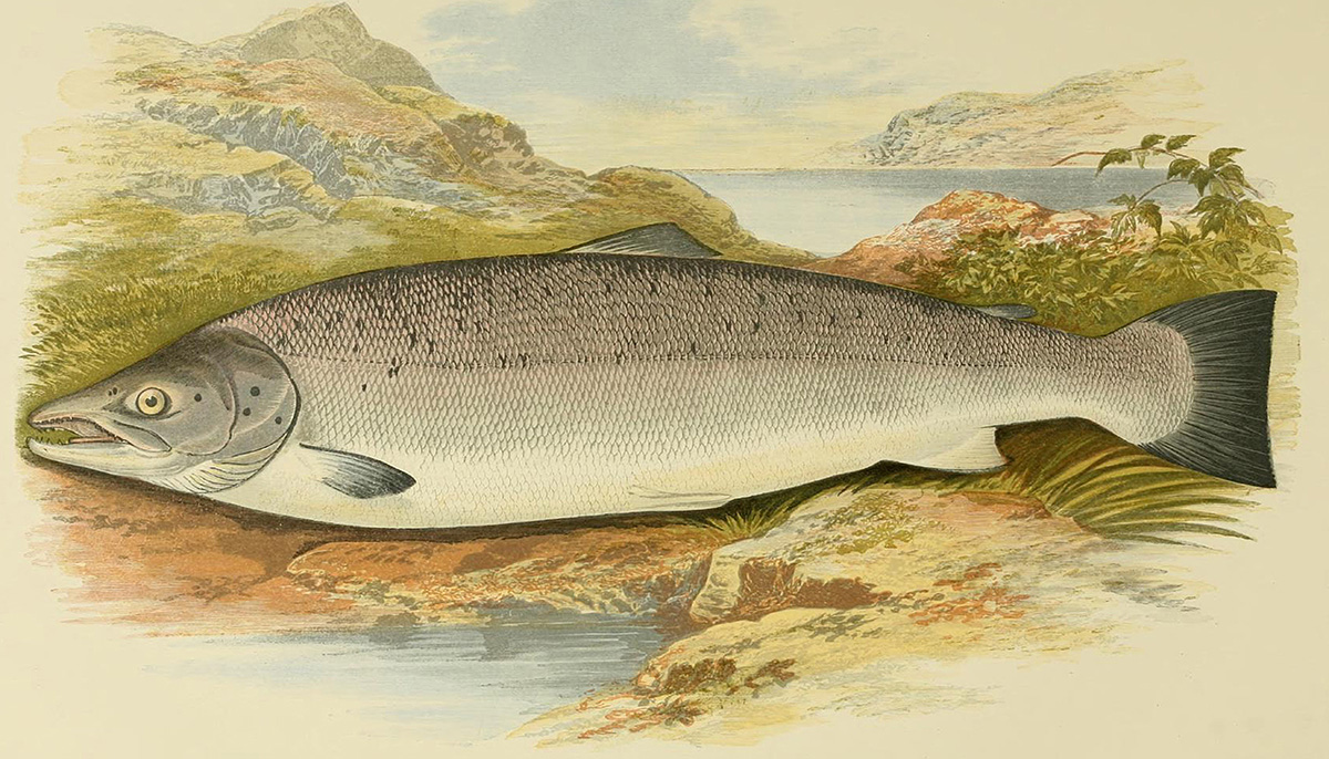 male-salmon-fish-clipart-illustration.jpg