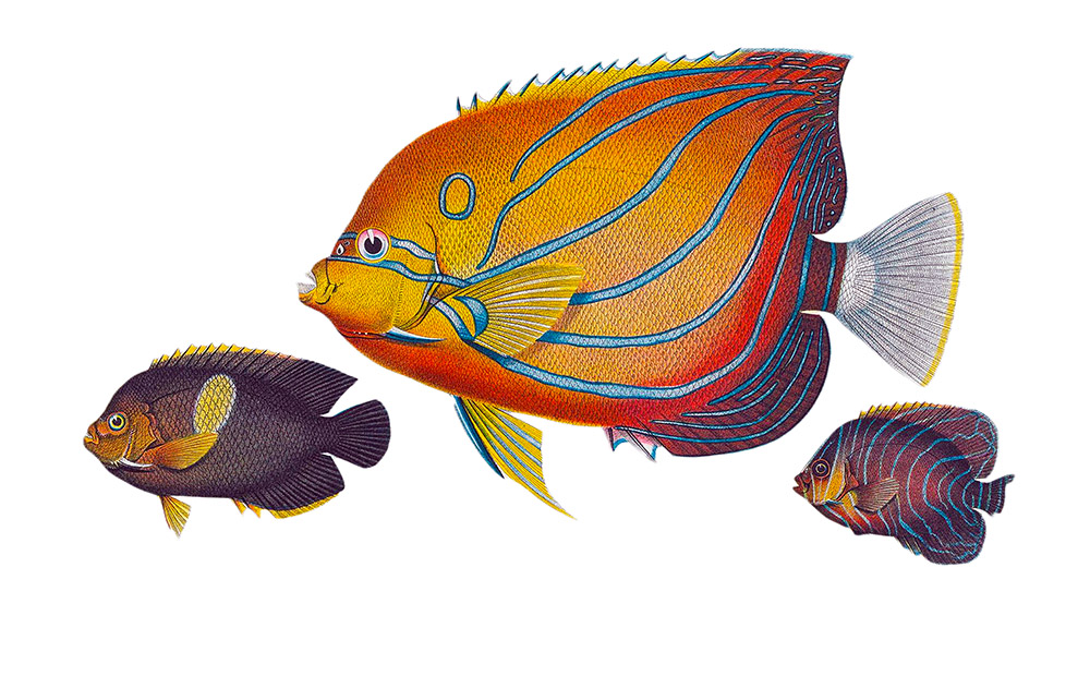 orange-red-blue-fish-illustration-clipart-2.jpg